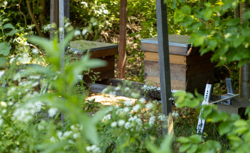 Honingbijen worden verzorgd door tuinleden